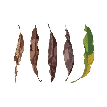 Natural Dry Mango Leaves